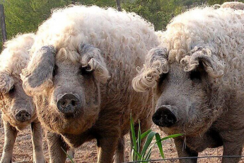 Природа создает новые виды? Реально существующие гибриды животных