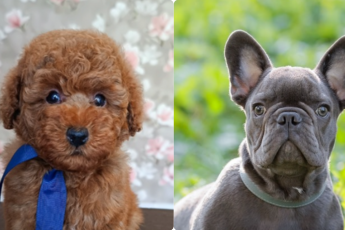 7 идеальных пород для квартиры: умные, тихие и преданные