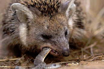 Развеиваем мифы о животных, которые рассказывают с детства! Что же правда?