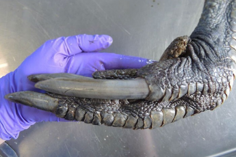 Размеры этих животных поражают! Современные гиганты