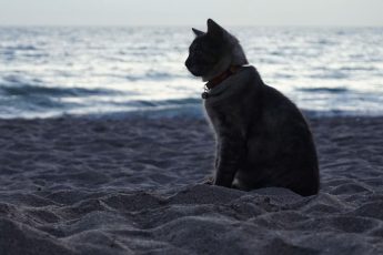 Последний путь: как ведут себя кошки незадолго до смерти?