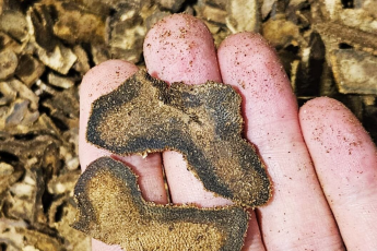 Самое дорогое дерево на планете: почему оно дороже золота?