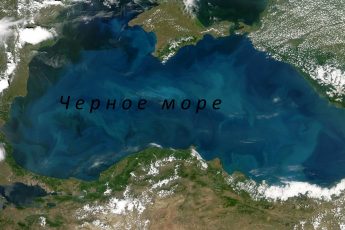 В Черном море есть живность опаснее акул. Как выжить при встрече с ней